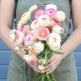 Monster Silvery Rose, Strawflower Seeds